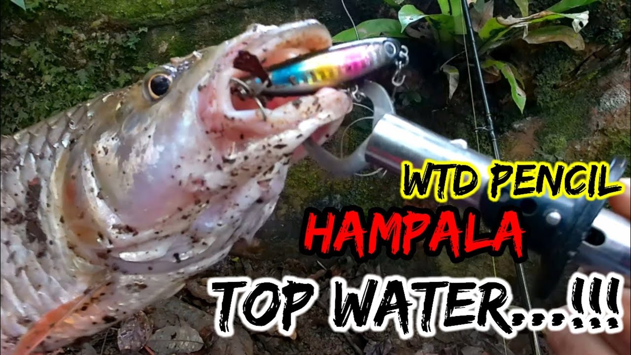 SAMBARAN TOPWATER PREDATOR OMPONG YANG DAHSYAT || MEMBUAT PARA PEMANCING TOPWATER KETAGIHAN