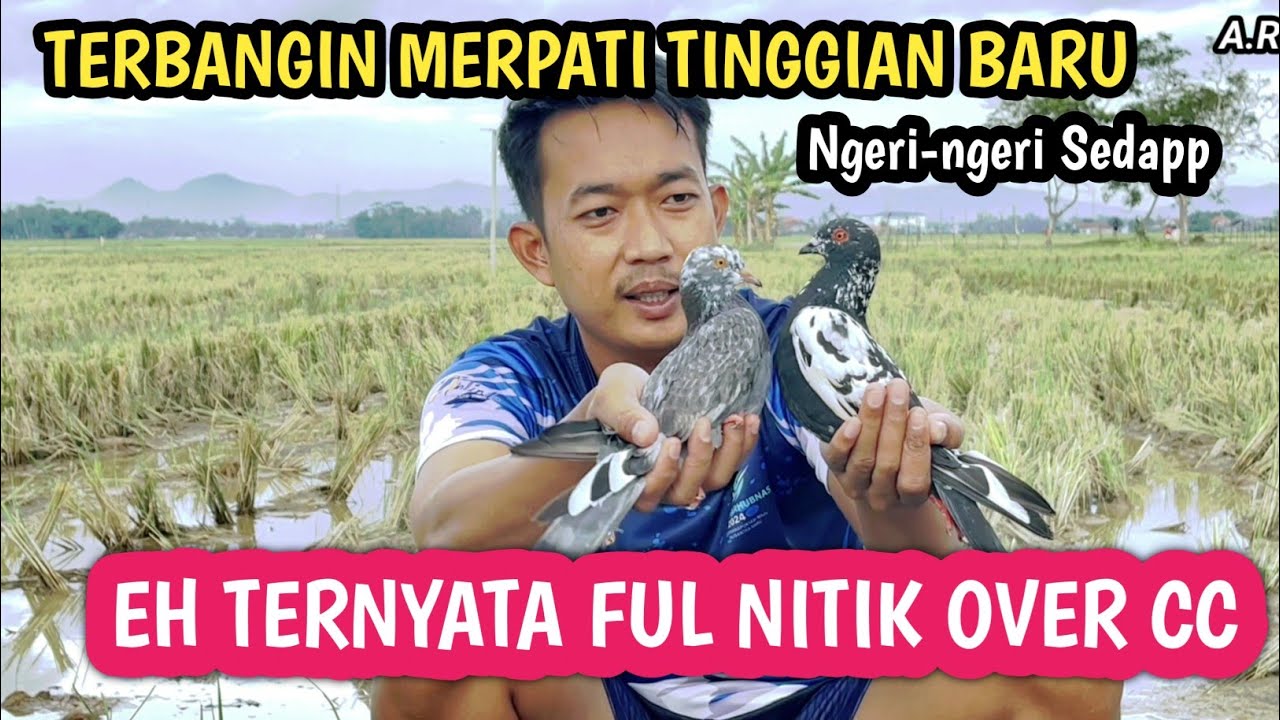 Terbangin Merpati Tinggian Baru Ternyata Over CC ngeri !!