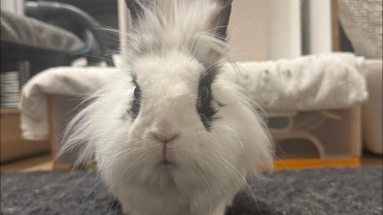 Nowe lokum królików 🐰#królik #króliki 
