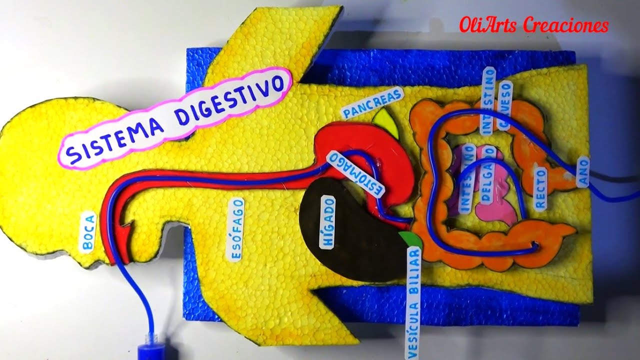 Como hacer MAQUETA del SISTEMA DIGESTIVO funcional / proyecto escolar / digestive sistem