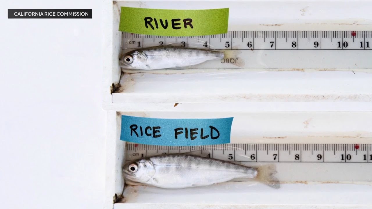 Central Valley farmers help salmon thrive in flooded rice fields
