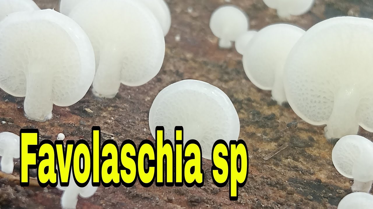 Favolaschia sp