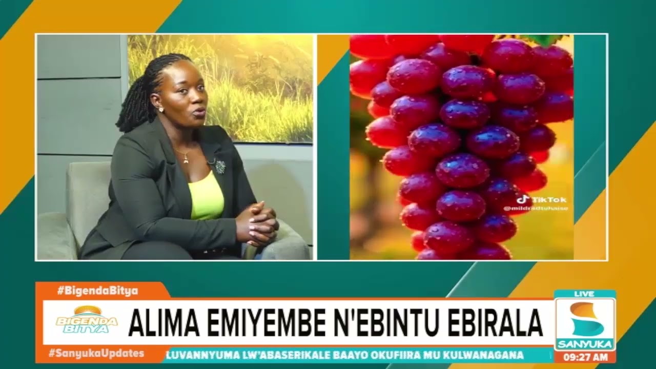 Olugendo Lwa Mildred Tuhaise | Sanyuka Bigenda Bitya