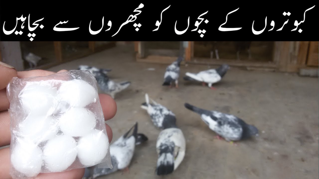 How To Care Mosquito And Makhi Kabooter pigeon (urdu/hindi)