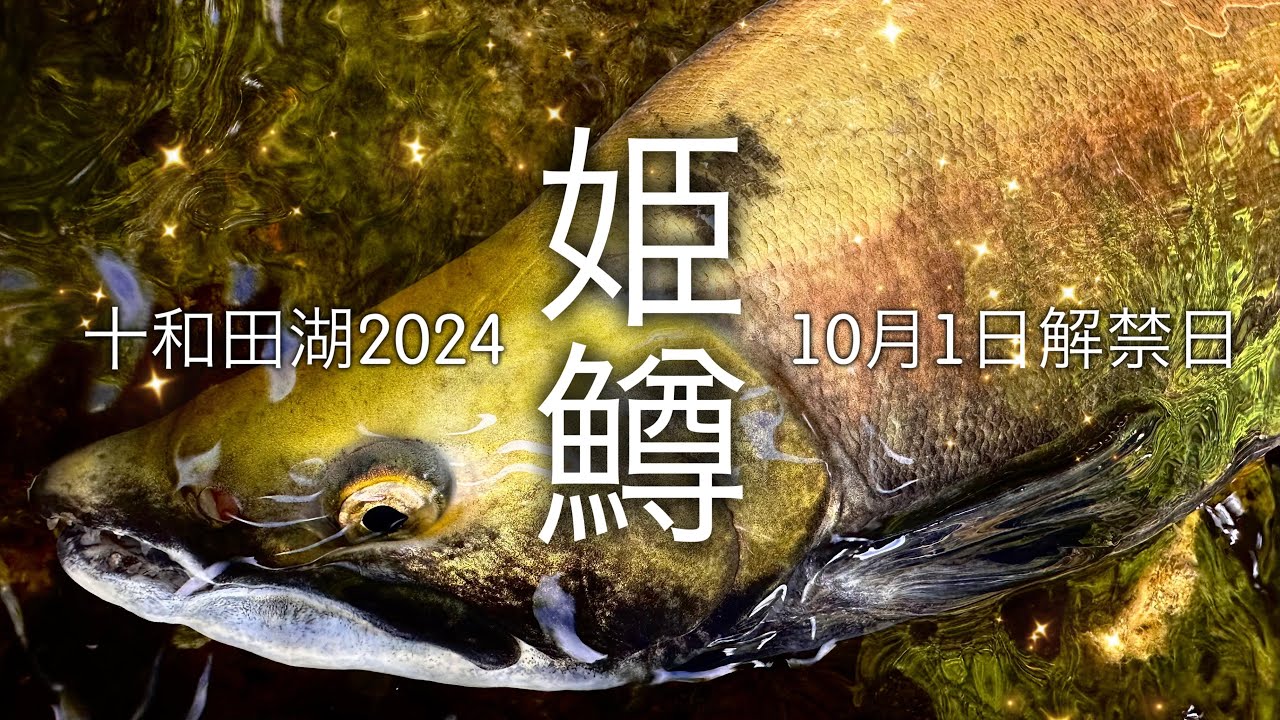 2024年・十和田湖ヒメマス 解禁日の状況 ✴︎ 奥入瀬渓流の紹介 Unveiling the Myths of Japan’s Mysterious Lake