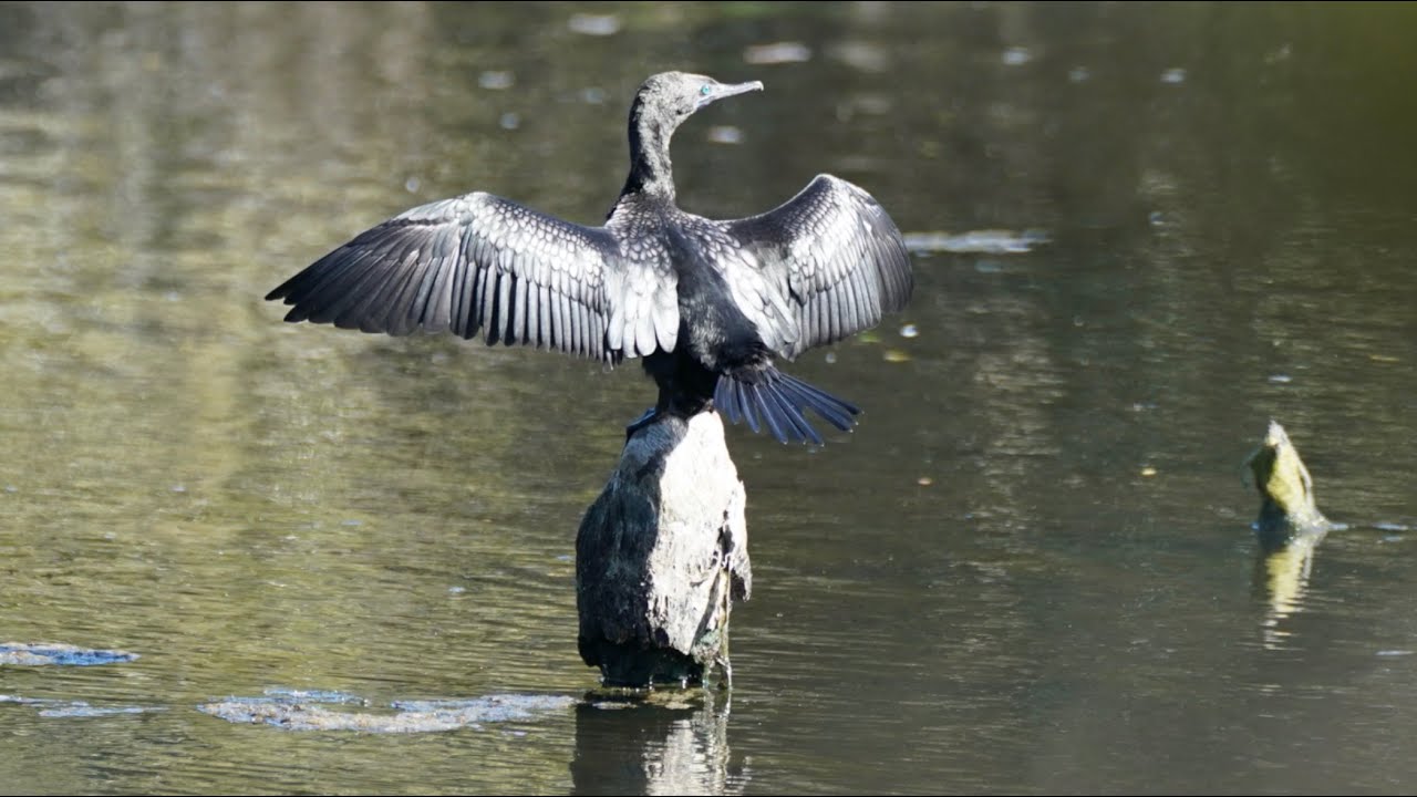 Amazing Water Birds @ Sydney Olympic Park, Sydney