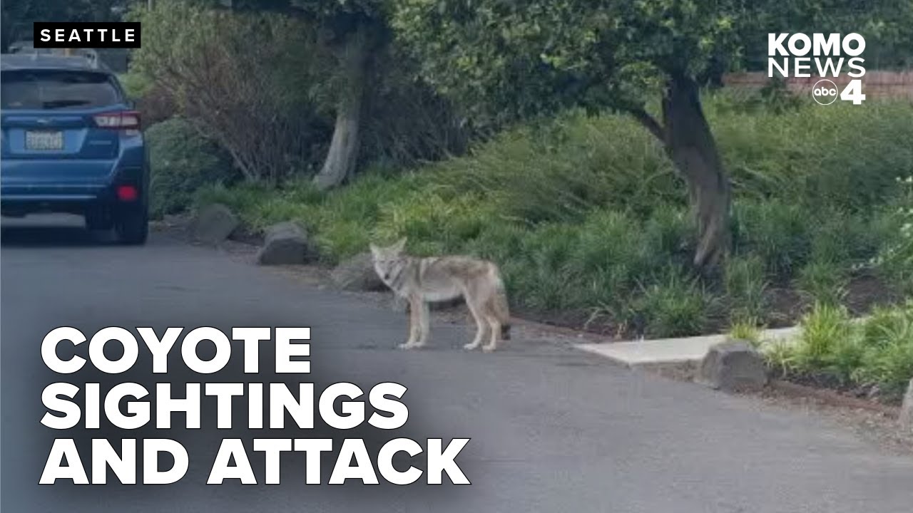 Seattle council member pushes for action after recent coyote sightings, attack