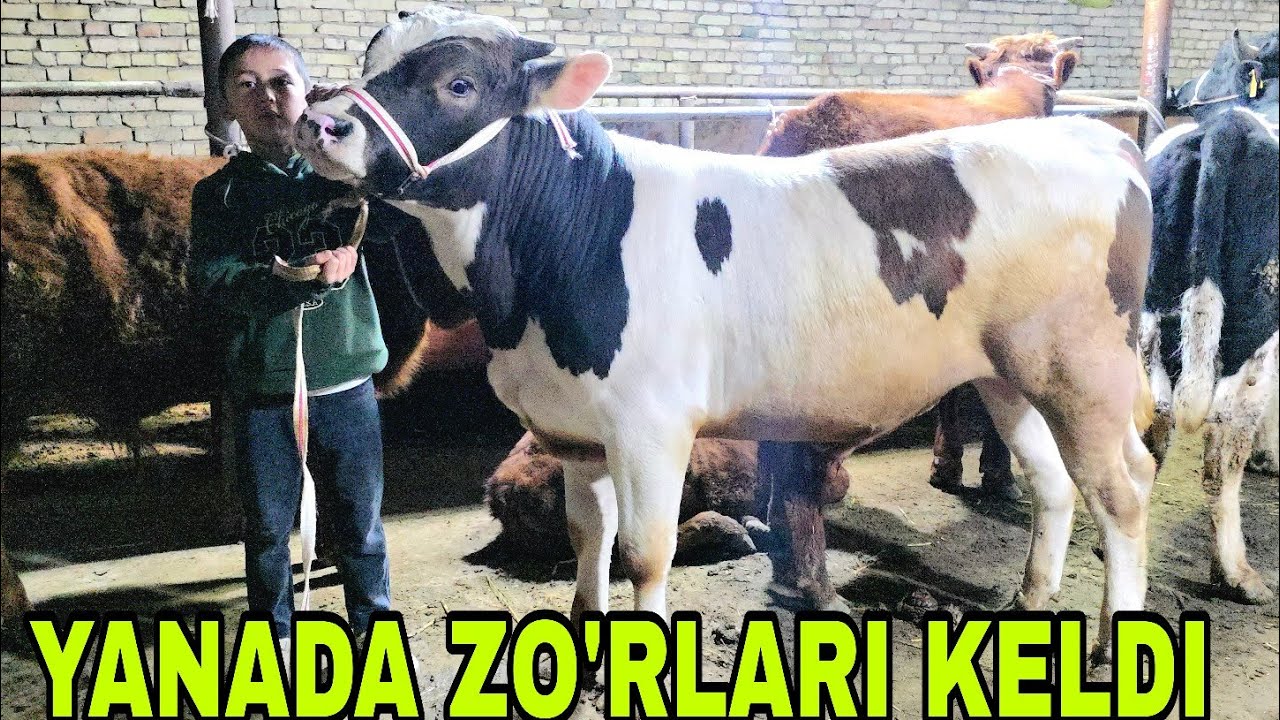 Nematjon ukamizga bugun buqalarni yanada zo'rlaridan keldi 15-mart, 2026