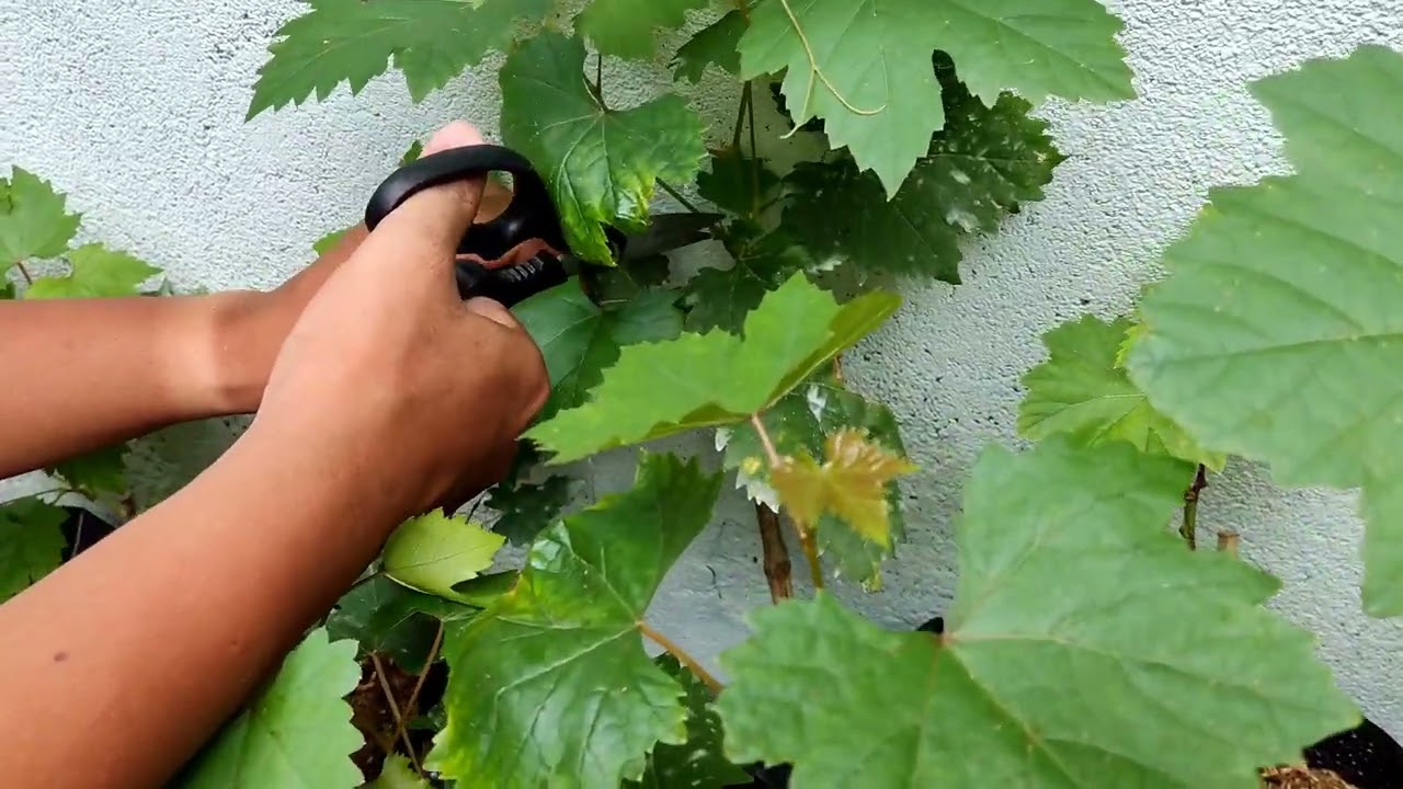Paano mabilis palakihin ang grapes, Beginners guide 🍇