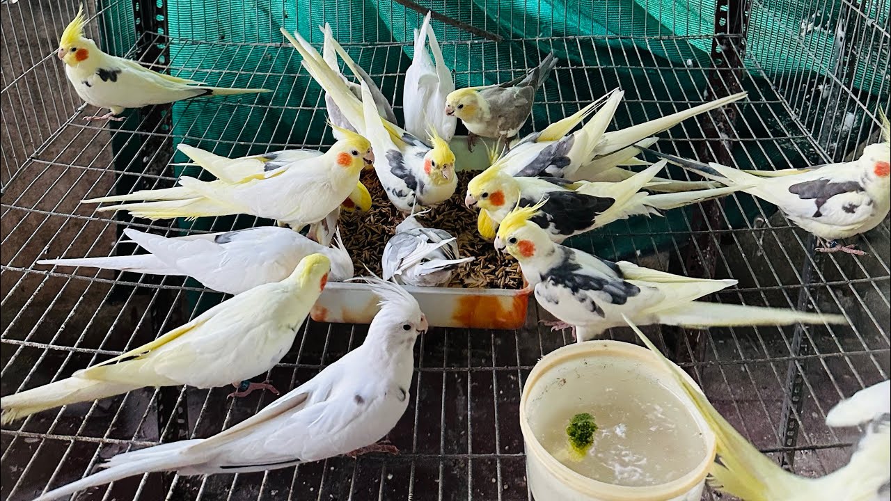 Cockatiels aviary outdoor tamizhan feeding tips - diet - breeding