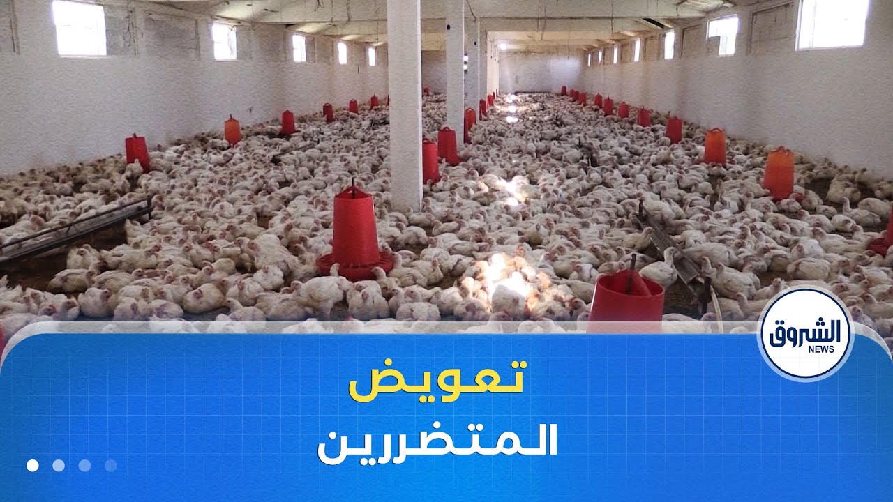 تشكيل لجان لإحصاء خسائر مربي الدواجن و تعويض المتضررين في أقرب الآجال