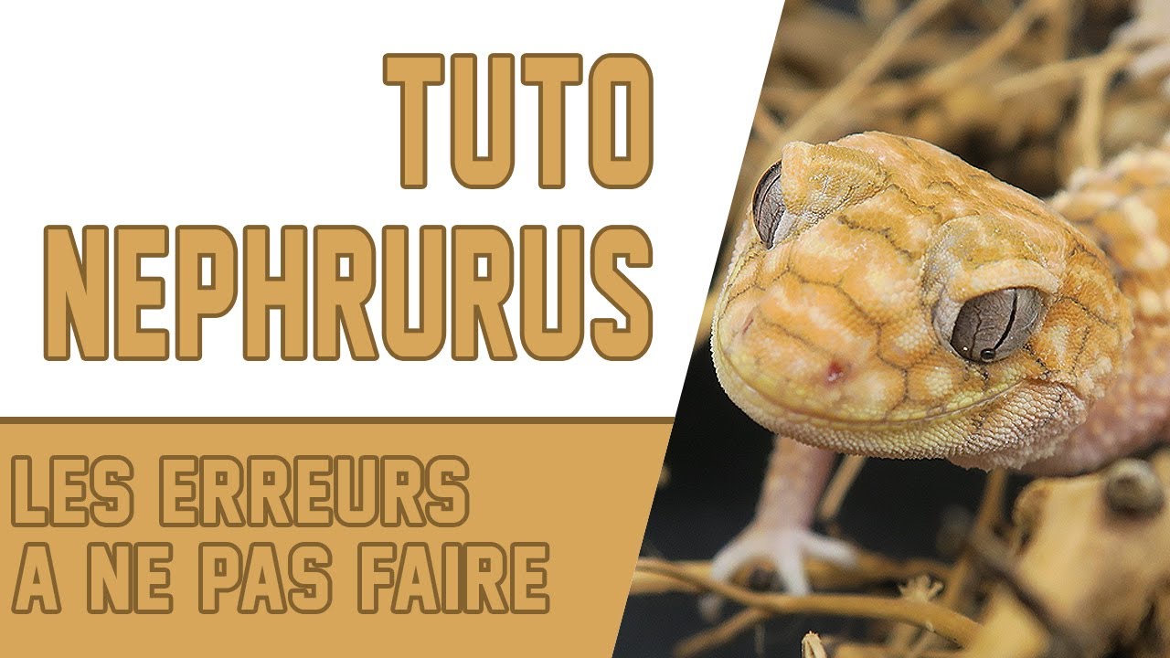 NEPHRURUS / Tuto Nephrurus mais pas que ..! Semaine Conseils 7/7 -   EUBLEPHARIS!