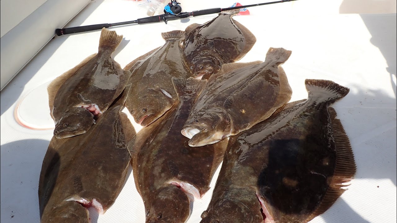 Near Boat Limit of Ocean Fluke as We Chased the Bite!