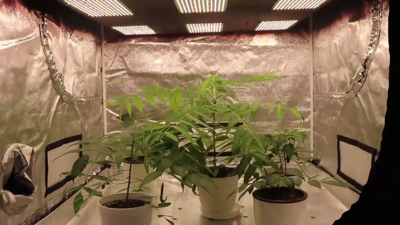 Koray Samsung Quantum Board LM301B/LM301H 600 watt led grow plant light with cree/epistar 660nm