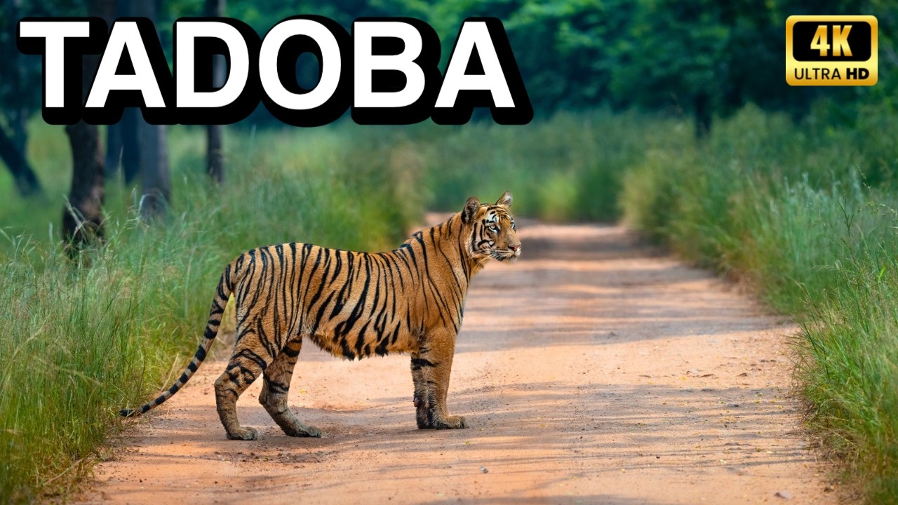 Tadoba National Park Safari - ഇതുവരെ കണ്ടിട്ടുള്ളതിൽ വച്ചേറ്റവും വലിയ കടുവ | 4K | UHD