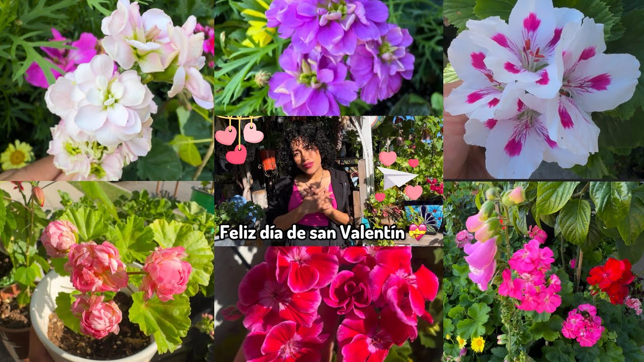 Feliz día de san Valentín 💘 mis amigos 🌸💜🌸💜