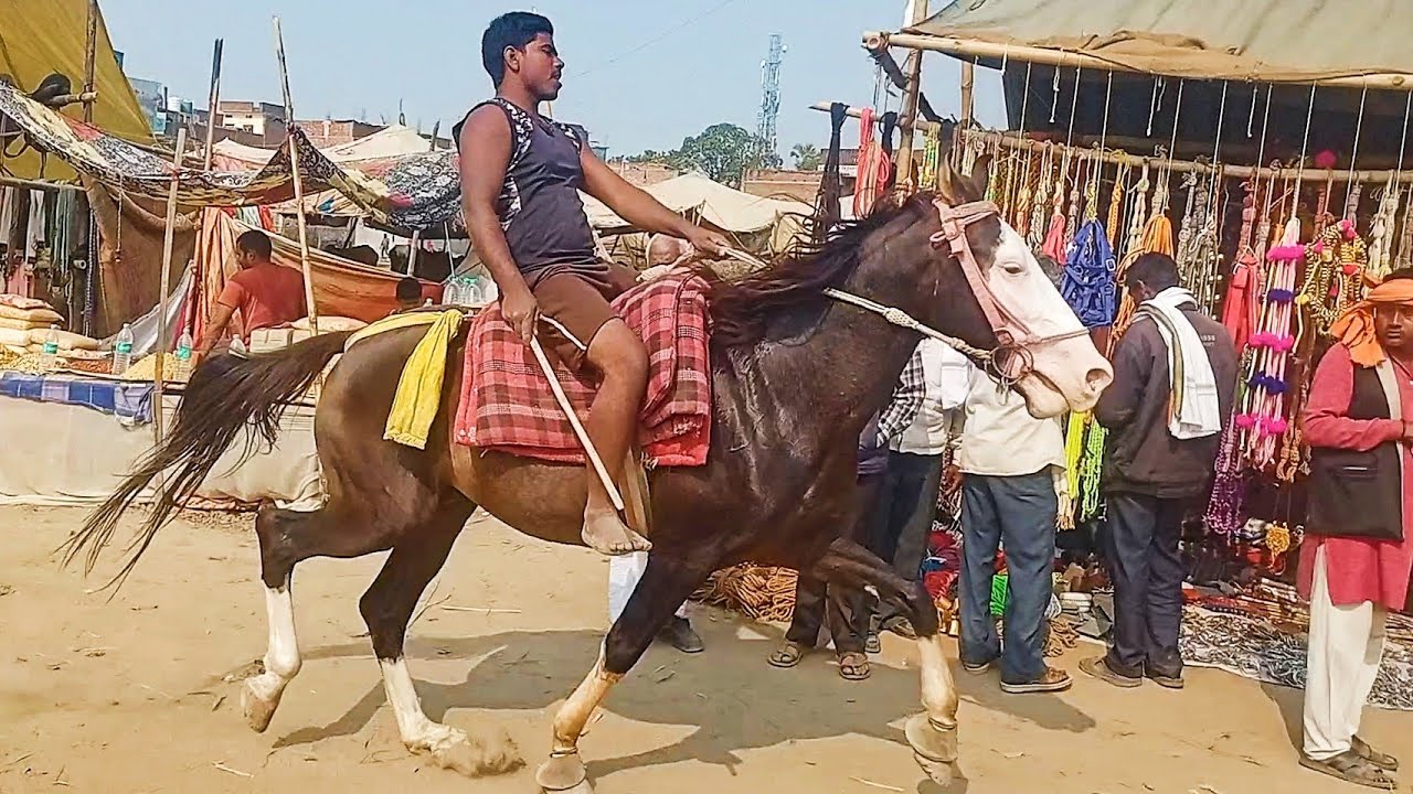 ददरी मेला में आए घोड़ा देखे और कीमत भी जानीए | Dadri Mela Ballia | Dadri Ballia Uttar Pradesh