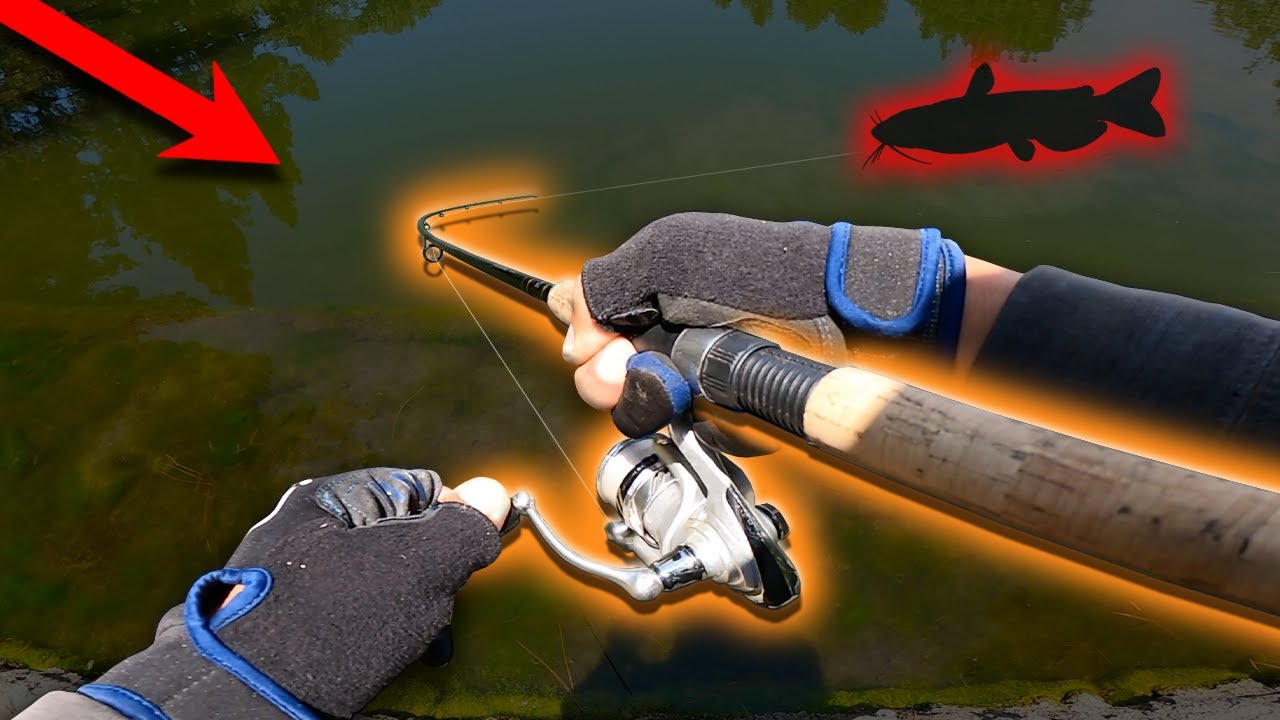 Big Catfish At Yorba Regional | Summer 2023