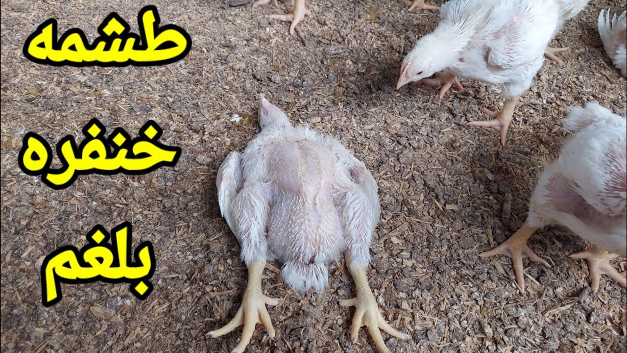 طريقه سريعه لعلاج الطشمه والخنفره والعطسه في الفراخ البيضاء