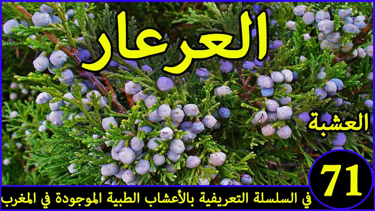 العرعرالعشبة 71 في السلسلة التعريفية بالأعشاب الطبية الموجودة في المغرب