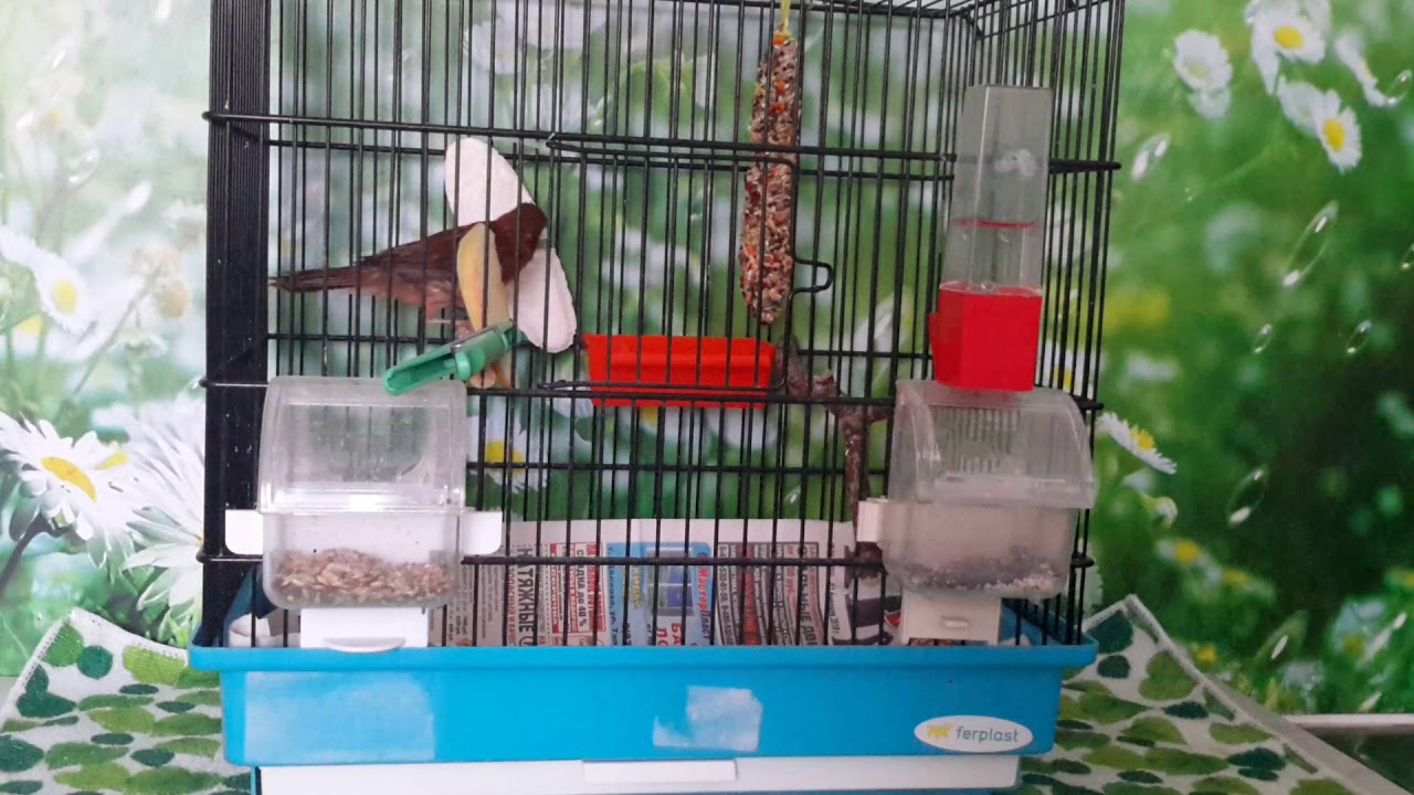 Линька у канареек. (Molting of canaries)