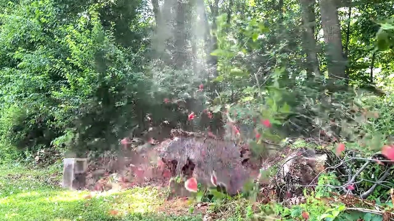 Shooting a watermelon