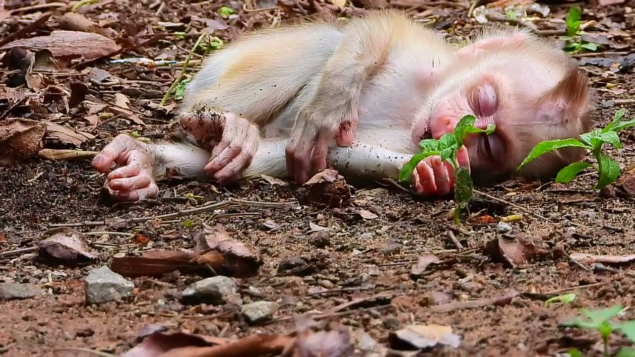 Nice Video Clip!  Baby Monkey Sleep Well On Bin No Moves, Cute Monkey, Adorable Monkey, Lovely.