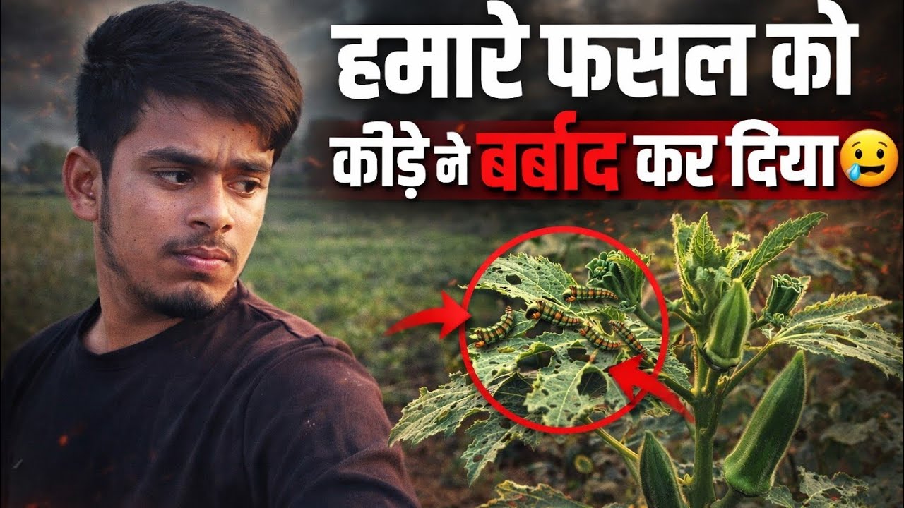 हमारे फसल को कीड़े ने बर्बाद कर दिया 😭 | भिंडी की खेती में बड़ा नुकसान #video #viral