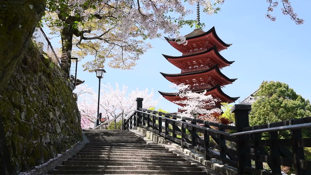 【厳島神社の五重塔と桜吹雪 4K】Japan　広島県　宮島町　観光名所　春　spring　SakuraFubuki　Cherry blossoms　竹笛の曲　絶景