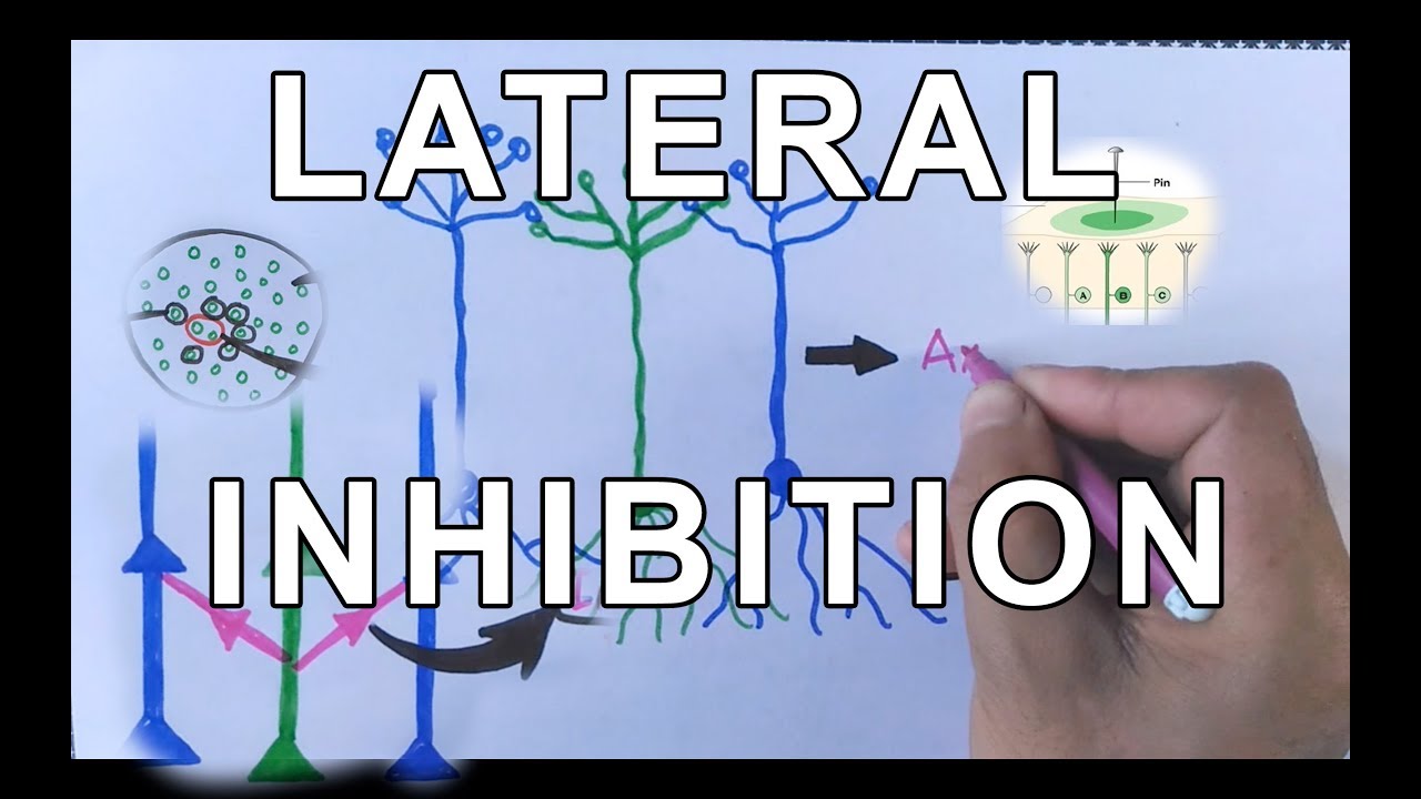 Concept of Lateral Inhibition | Neural Coding