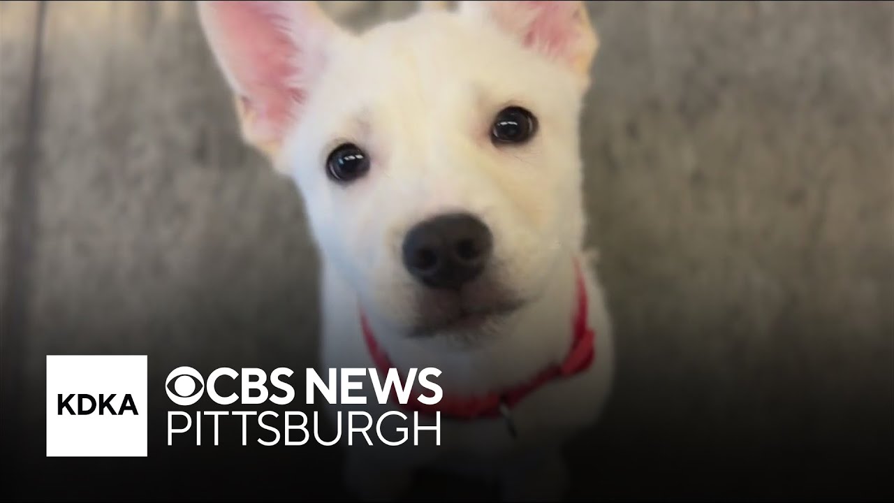 Puppy zipped in suitcase almost ready for adoption