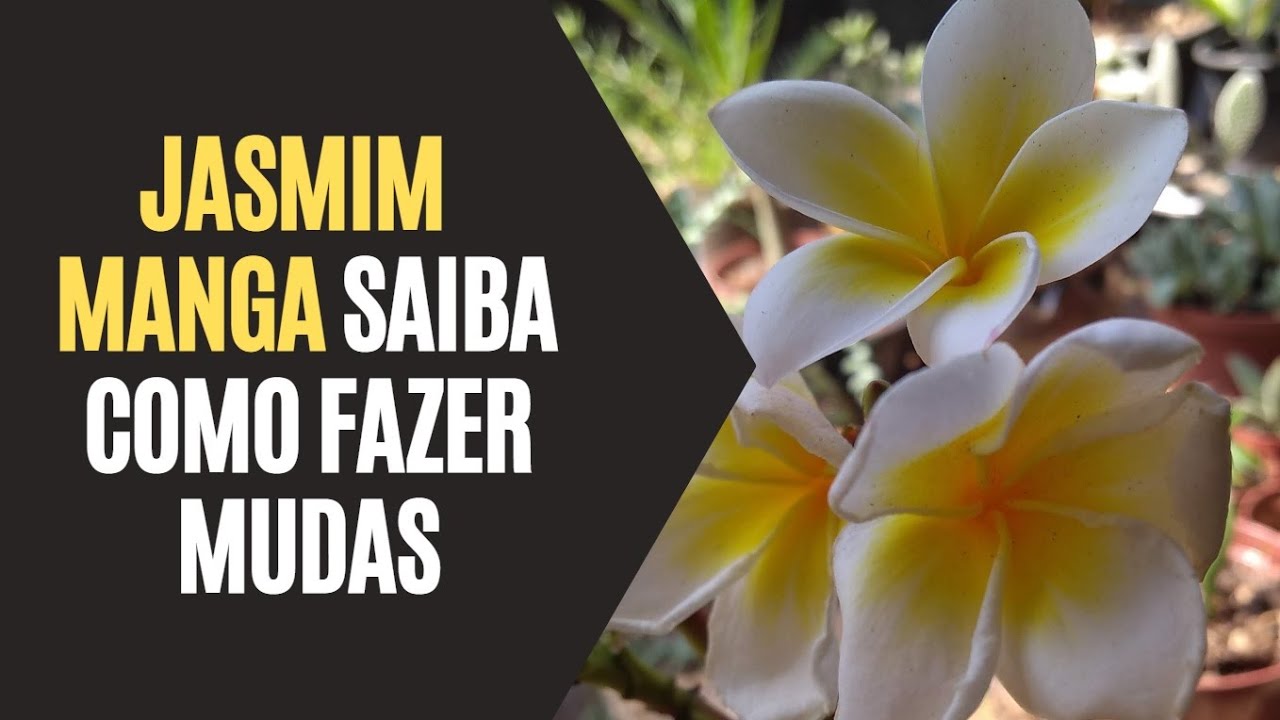 Jasmim Manga: Saiba Como Fazer Mudas