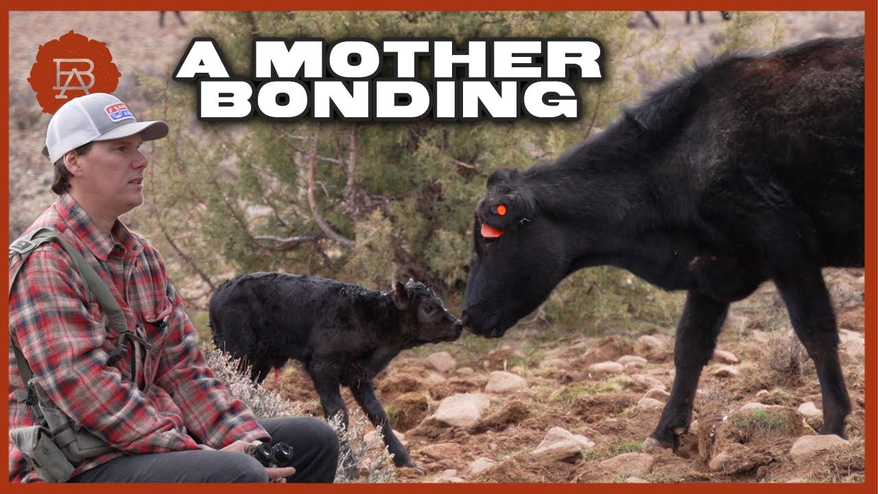 Witnessing the Bond Between Mom and Calf | Browsey Acres