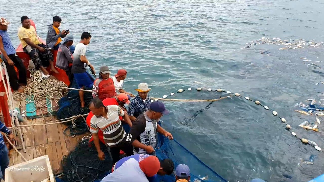 Pukat cincin, Nelayan Indonesia Dapat Banyak Ikan mahal,luar biasa hasil tangkapan Nelayan Indonesia