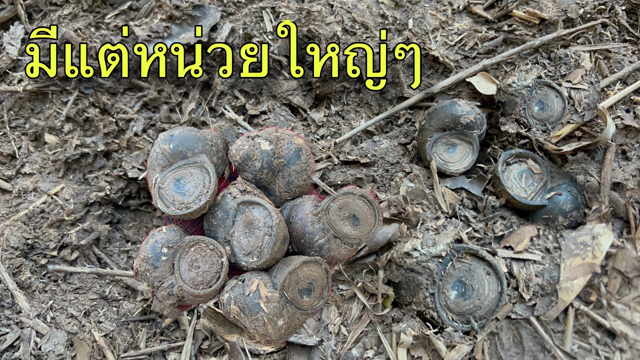 ไม่คิดไม่ฝันว่าจะเจอหอยเข้าไงหน่วยใหญ่ๆได้เยอะเลย