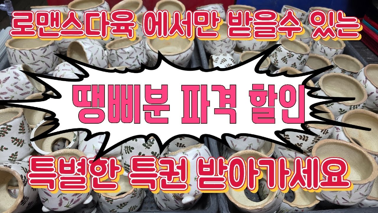 26년 2월 10일.화분장날~❤️ 로맨스다육 라이브방송  군생ㆍ예쁜이 맛집💕 문자 010-2781-1080 #다육이 #다육식물 #다육 #화분할인