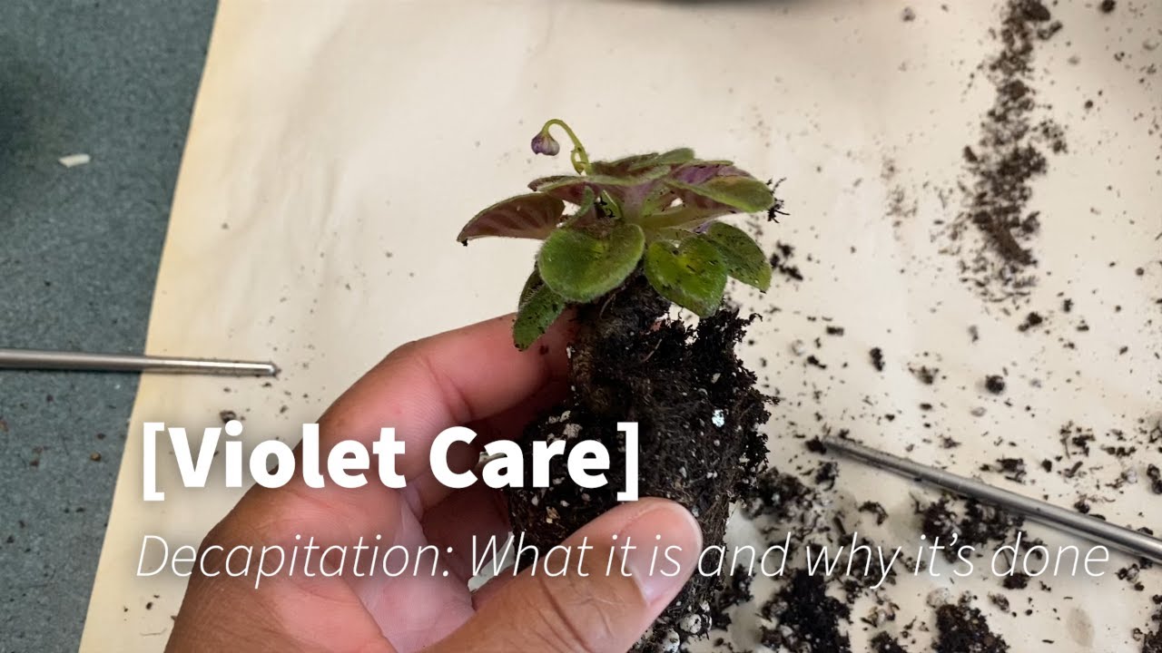 Beginner’s Guide to African Violet Care: Mastering the Decapitation Technique for Healthier Violet