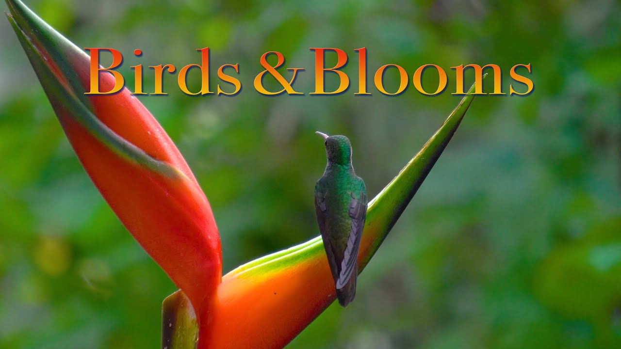 BIRDS AND BLOOMS - John of Light