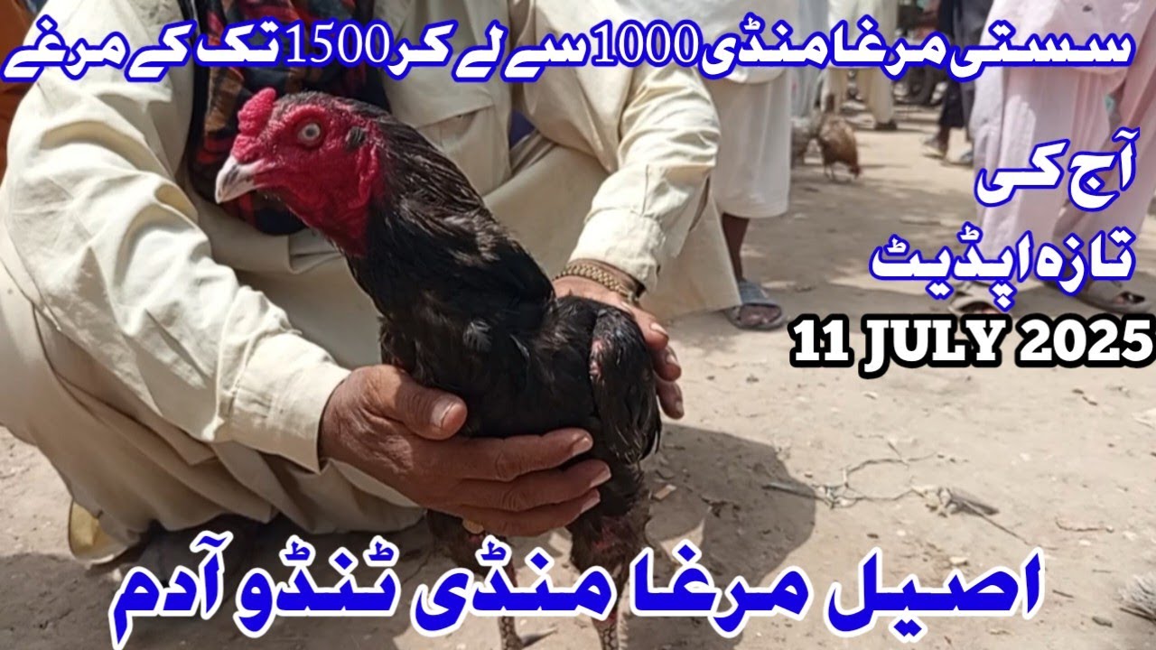 Aseel Murga Mandi Tando Adam Update|| Aseel Murga|| Tando Adam|| Murga Mandi