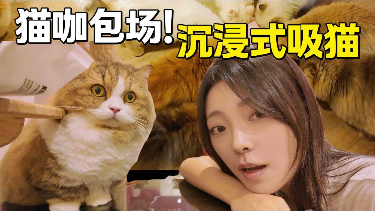 在猫咖包场是什么体验！My Immersive Cat Cuddling Exp~