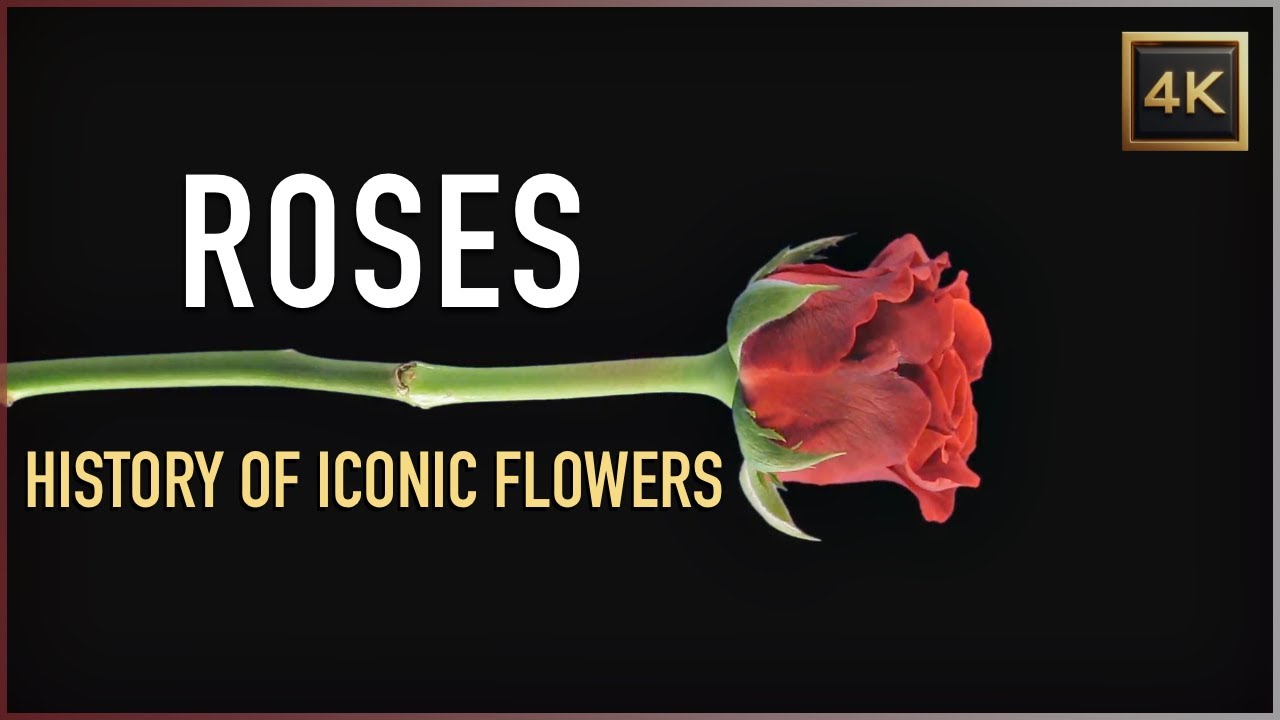 Roses: The Remarkable History of Iconic Flowers | 4K