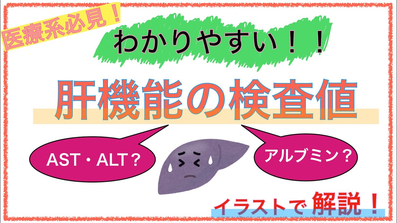 教科書をわかりやすく！「肝機能の検査数値とは？」〜ASTやALT、アルブミンを簡単に解説！〜