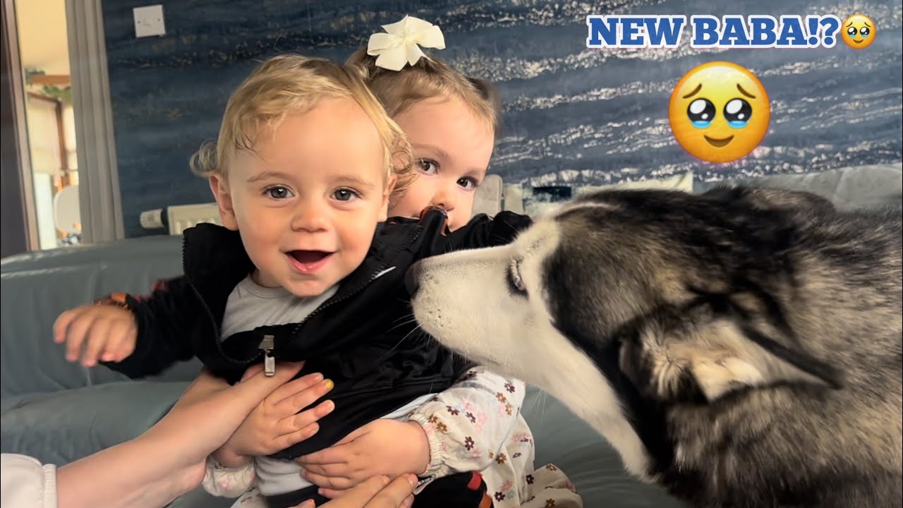 Excited Husky Cannot Contain Her Excitement Meeting New Family Baby!🥹 [CUTEST EVERR!]