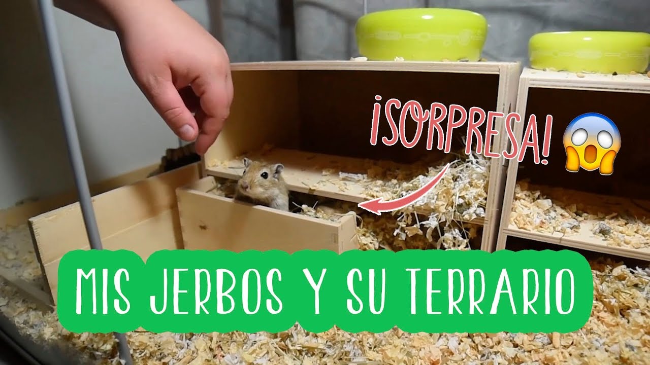 Mis JERBOS y su TERRARIO (eran dos y...) | DIY GERBIL 🐹