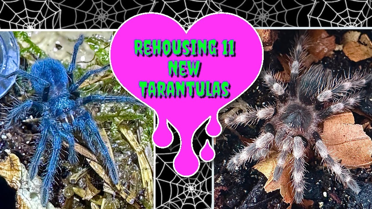 Rehousing My 11 New Tarantulas! - Part 2 of 2