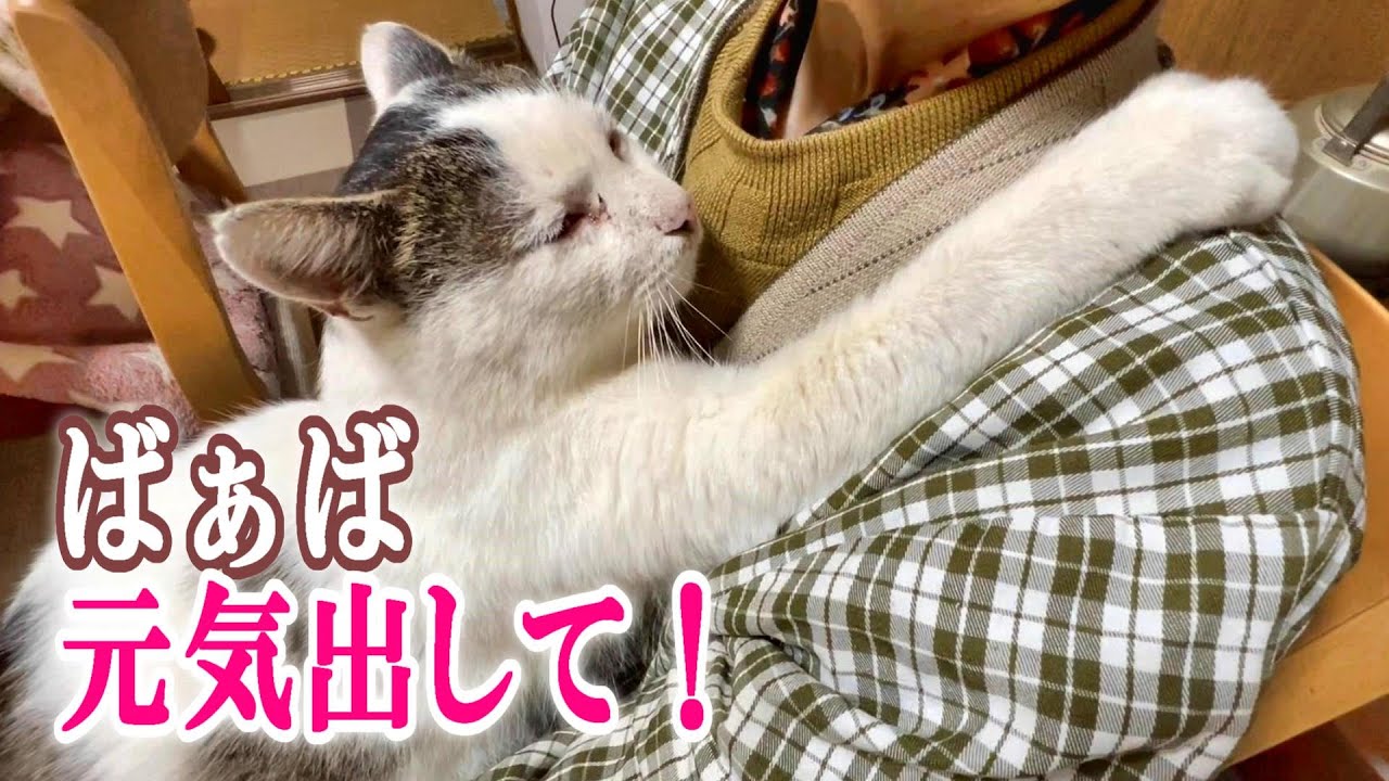 【実家の外猫が家猫に】家族の絆：体力に不安を抱えるばぁばが案じる家猫シロの行く末を約束【オリジナル曲】#cat