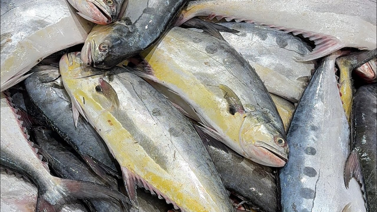 Vasai Pachubandar Fish Market Tour | Fresh Seafood Wholesale Prices in Mumbai #vasaifishmarket 