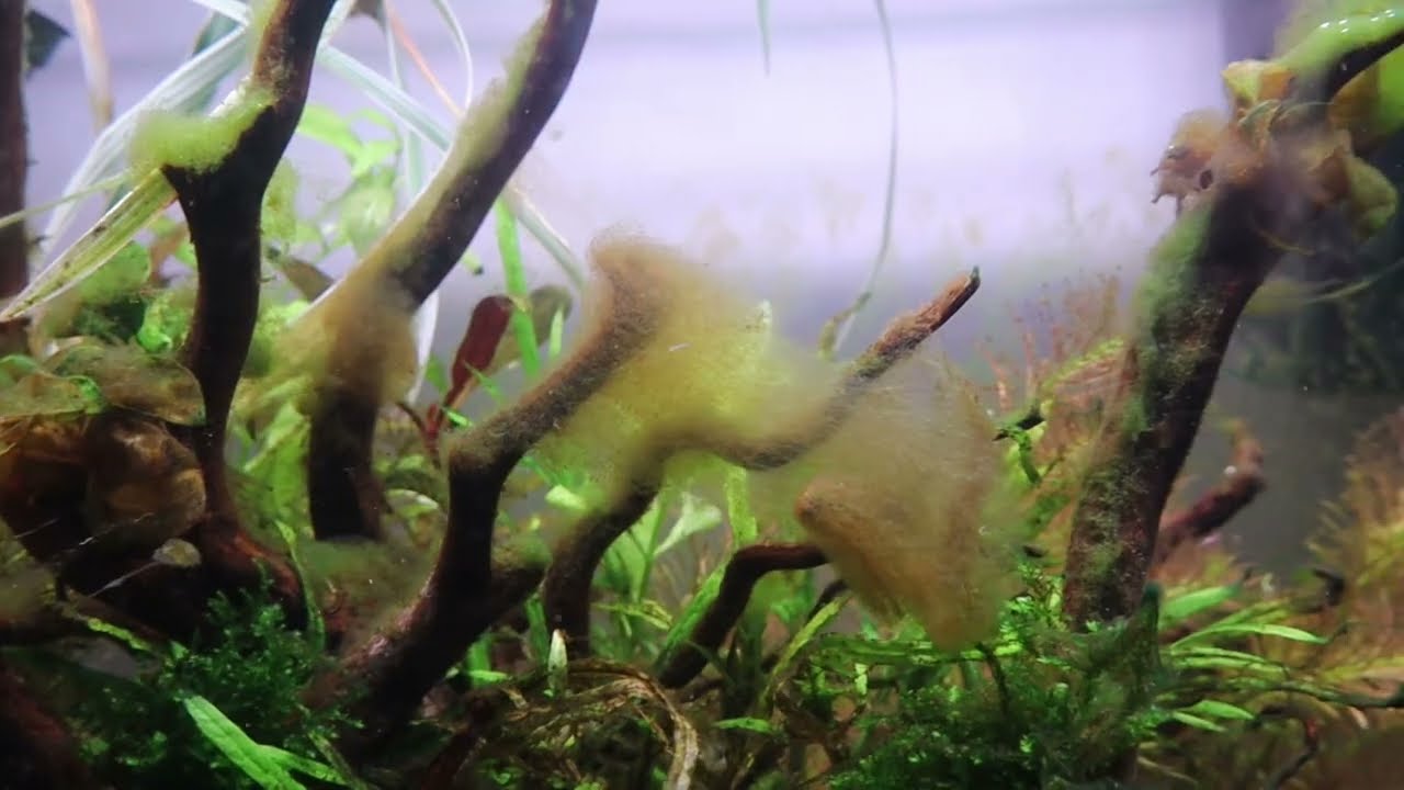 Algae problem aquarium 