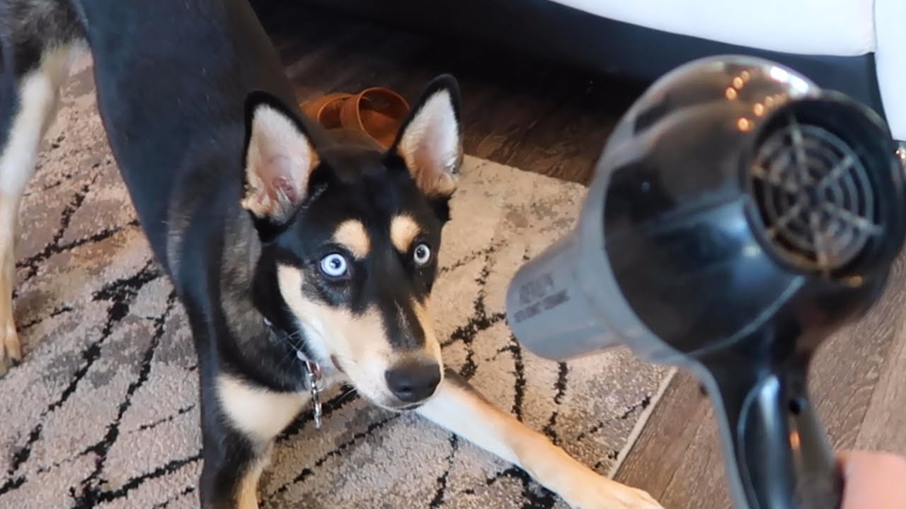 DOG REACTS TO HAIR DRYER!!
