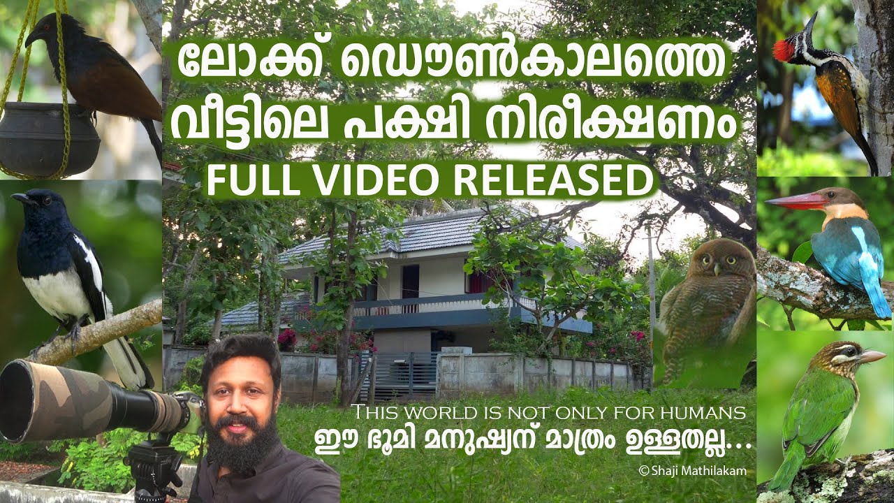 BIRD WATCHING DURING LOCK DOWN @ HOME I ലോക്ക് ഡൌണ്‍കാലത്തെ വീട്ടിലെ പക്ഷി നിരീക്ഷണം I FULL VIDEO